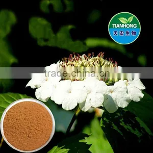 Tilia Flower Linden Flower Extract of High Quality thumbnail-1