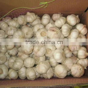 2012 Crop Normal White Garlic in Carton Packing thumbnail-1