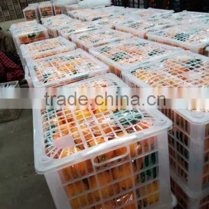 Fresh Sweet Naval Orange thumbnail-1