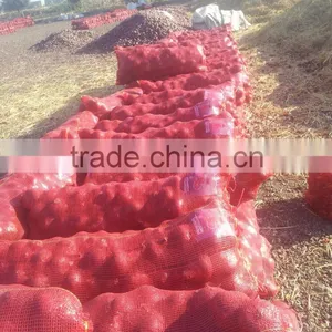 Fresh Onion Supplier thumbnail-4
