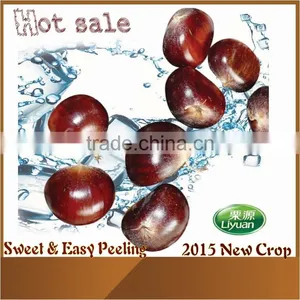 2015 New Raw Fresh Chestnuts thumbnail-1