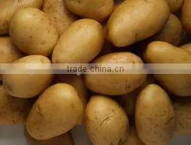 Fresh Healthy Yellow Potato For Sale thumbnail-3
