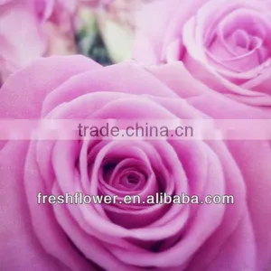 Wholesale Fresh Rose Flower of Long Stem Flowers Fresh Cut Flowers thumbnail-1
