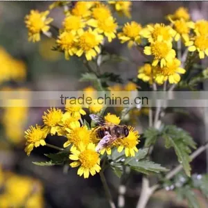 HST 100 Essential Sunflower Oil Solvent Extractor thumbnail-3