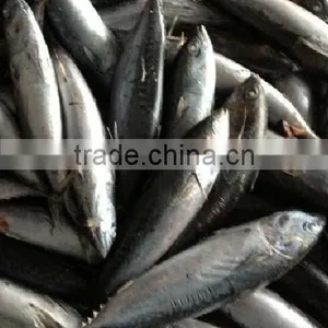 Frozen Bonito Fish 500-2kg for Canning thumbnail-2
