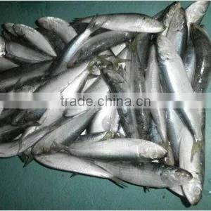 Sardinella Aurita for Bait Frozen Sardines thumbnail-1