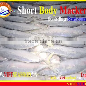 FROZEN SHORT BODY MACKEREL WHOLE ROUND thumbnail-6