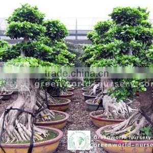 Ficus Bonsai Potted thumbnail-1
