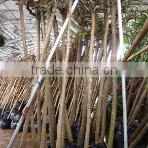 Sophora Japonica for Shipment thumbnail-1