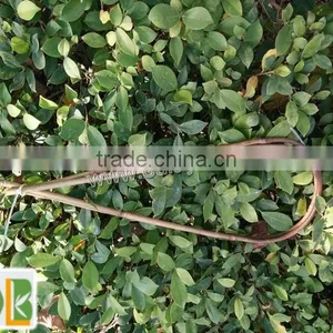 U-shape Bamboo Hoops for Planters thumbnail-1