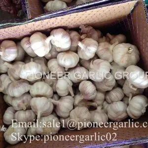 2017 Crop Snow Pure White Garlic 5.5cm In Carton Box thumbnail-3