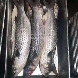 Frozen Gutted Grey Mullet thumbnail-4