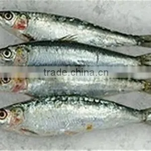 WR Frozen Sardines thumbnail-3