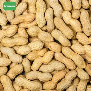 Wholesale Lot Uniform Inshell Count Whole Groundnuts 13/15 for Retail Packing thumbnail-1