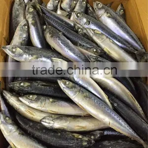 Good Quality Pacific Mackerel on Sale thumbnail-1