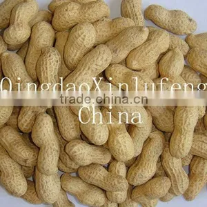 Best Price Roasted Peanuts Inshell thumbnail-1