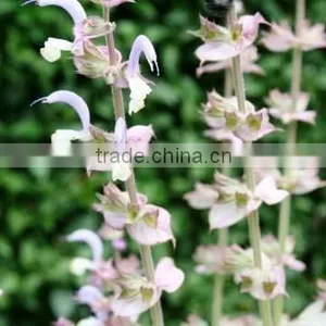 Sage Oil thumbnail-1