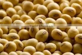 New Crop Yellow Soybeans With Good Quality for Sale thumbnail-1