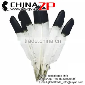 Top Supplier CHINAZP Crafts Factory Wholesale Good Dyed Black Tipped Turkey Pointers Quill Large Feathers for Decoration thumbnail-1