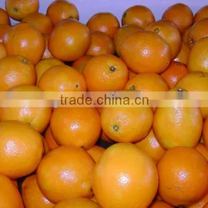 ORANGE LUTENG FOOD thumbnail-1