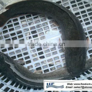 Live Catfish Whole Sale From Xiamen HHF Frozen Fish Company thumbnail-1