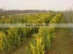 Ornamental Garden Trees, Conifers And Bushes thumbnail-2
