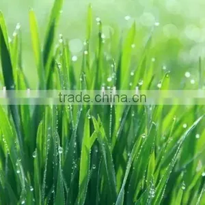 100% Natural Certified Organic Wheatgrass Powder thumbnail-2