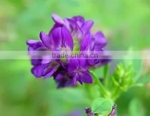 Organic Alfalfa Extract Powder thumbnail-1