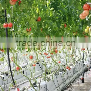 Tomato Greenhouse Greenhouse for Tomatoes/ Cucumber/ Peppers thumbnail-3