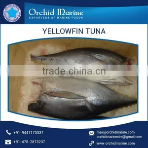 Hygienically Processed Frozen Yellowfin Tuna Available at Reasonable Price thumbnail-1
