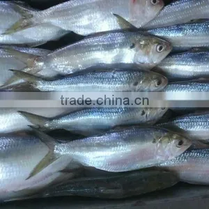 HILSA/ HILSHA/ DOTTED GIZZARD SHAD/ SARDINE thumbnail-1