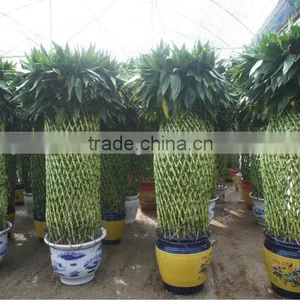 Lucky Bamboo ( Dracaena Sanderiana) Cage Shape Indoor Plant 200-220cm thumbnail-1