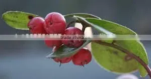 Winter Green Oil thumbnail-2