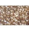 Raw Chinese Garlic thumbnail-1