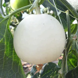 Sweet Star No.21 Resist Diseases Hybrid Musk Melon Seeds thumbnail-1
