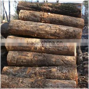 RUSSIAN Timber Log / Sawlogs /Wood Round Logs / Lumber /PINE / SPRUCE / LARCH / BIRCH thumbnail-3
