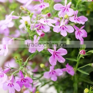 Sessile Lobelia, Lobelia, Flower Seeds , Herb Seed,vegetalbe Seed,fruit Seed,grass Seed thumbnail-4