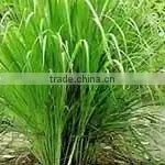 Natural Lemongrass Oil thumbnail-1