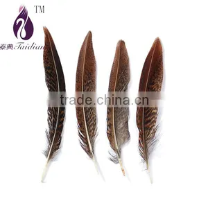Gold Tail Pheasant Chicken Feathers thumbnail-1