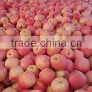 Gansu Qinguan Apple thumbnail-2