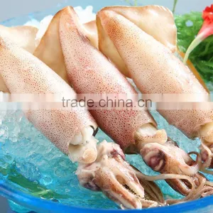 Frozen Loligo Squid thumbnail-1