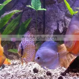 Freshwater Fish Live Led Aquarium Light Red and Green Cool White 180cm 360cm Huge Tank thumbnail-6