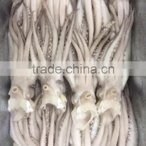 Frozen Squid Head From High Quality Illex Squids thumbnail-5