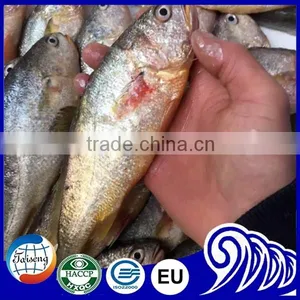Frozen Yellow Croaker Fish on Sale thumbnail-3