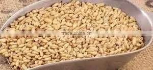 Hulled Oat From Ukraine thumbnail-1