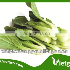 High Yield OP Pak Choy Seeds VGPAK03 thumbnail-1