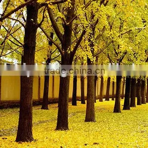 Ginkgo Biloba Fruit Tree Seedling thumbnail-2