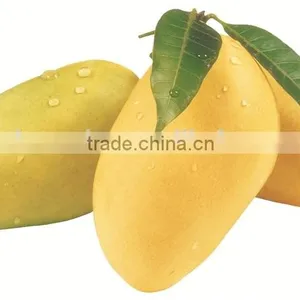 Ethephon, Mango Ripener thumbnail-1