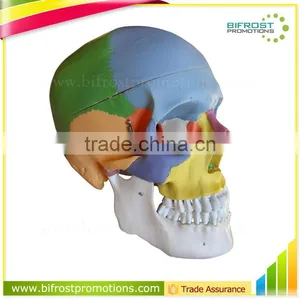 Life Size Plastic Medical Anatomical Skull Model thumbnail-1