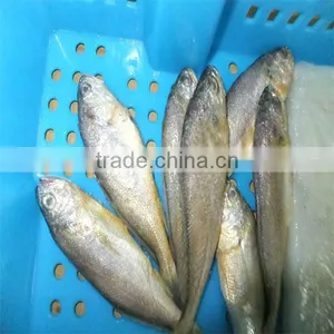 Iqf Seafood Frozen Fish Pacific thumbnail-1
